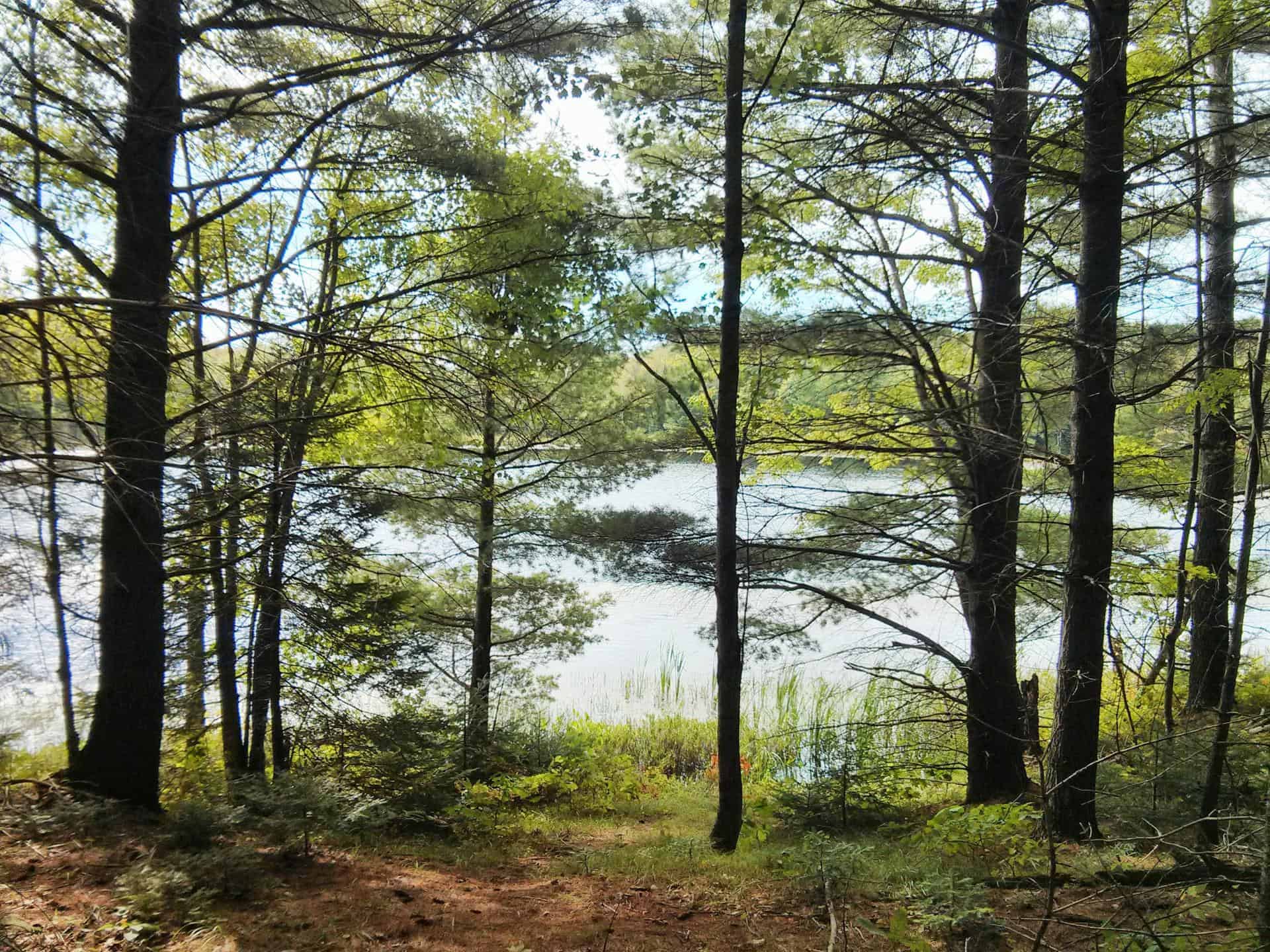 View of Reynard Lake from the trail.