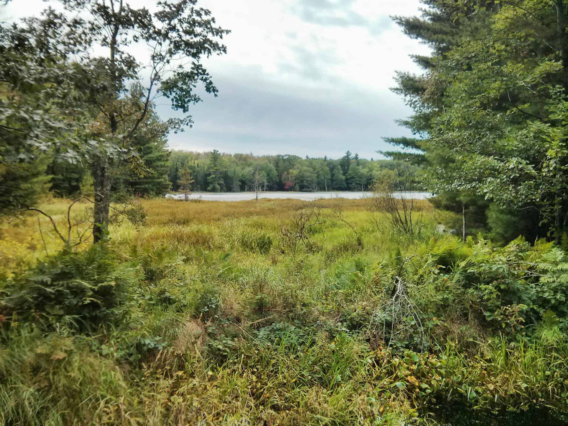 View of Reynard Lake from it's boardwalk on the marshy north-east side.